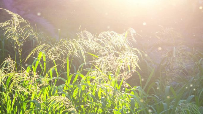 绿色田野草蓬松开花穗与明亮的阳光灿烂的夏日傍晚。羽毛草。很多小的模糊的白色绒毛点飞来飞去。自然背景