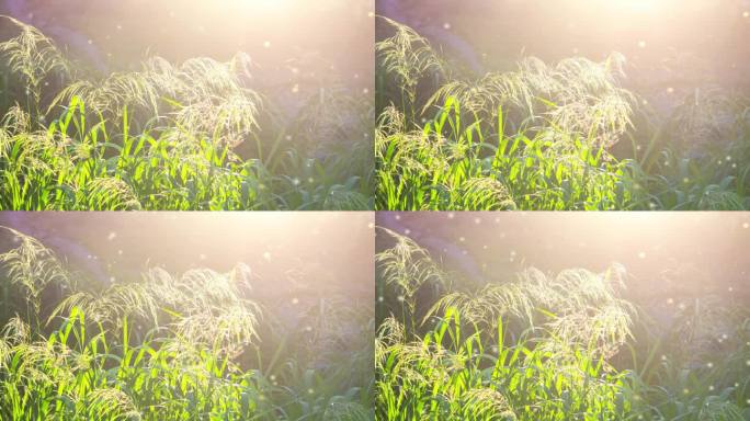 绿色田野草蓬松开花穗与明亮的阳光灿烂的夏日傍晚。羽毛草。很多小的模糊的白色绒毛点飞来飞去。自然背景