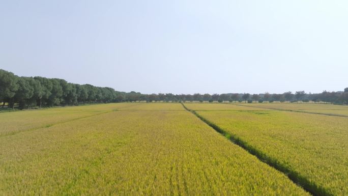 4k航拍，收获季节成熟的稻田，乡村秋天