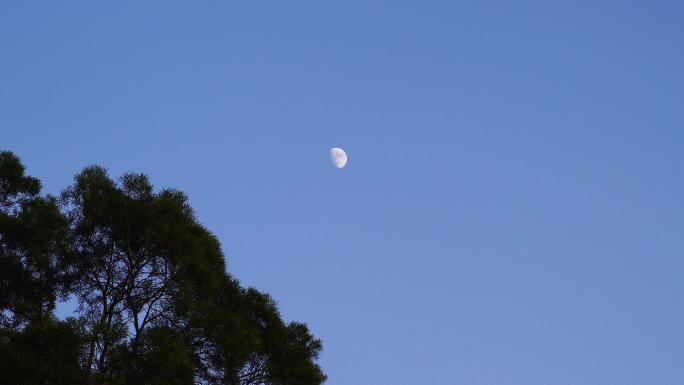 夜晚月亮树林夜幕降临森林半月夜空天空黑夜