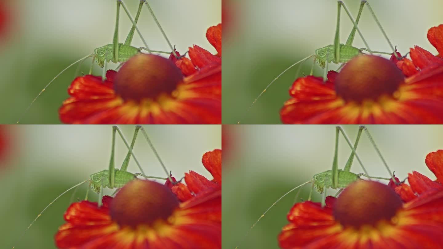 绿蚱蜢坐在盛开的Helenium打喷嚏草红色花朵模糊的背景。特写，极端的微距镜头。