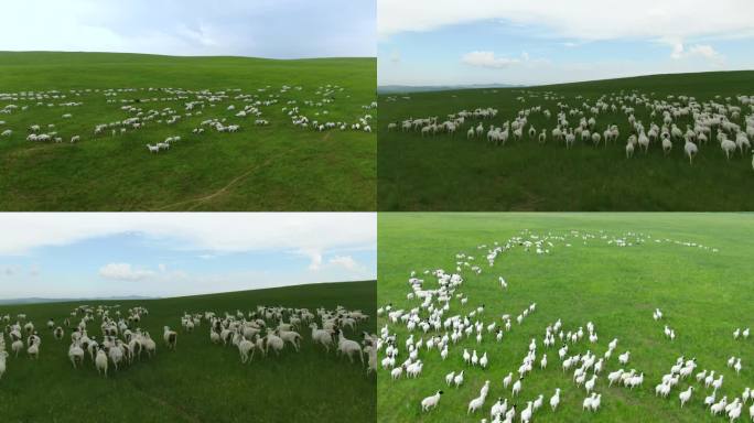 草原上奔跑的羊群