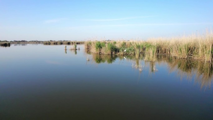 宁静的绿洲:清澈的湖反映蓝天，草，芦苇