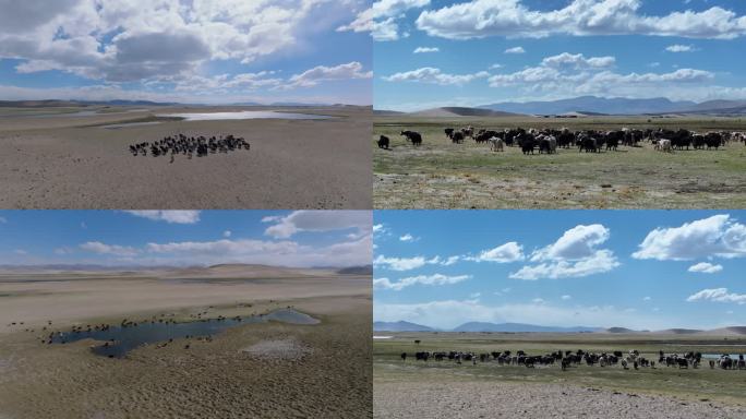 航拍西藏阿里牦牛群4K