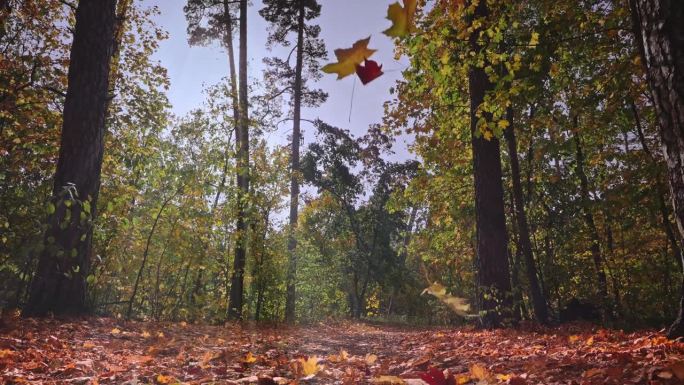 明亮干燥的秋林中神奇的一幕。镜头沿着森林小径移动，金色的树叶从树上飘落。阳光照进来。