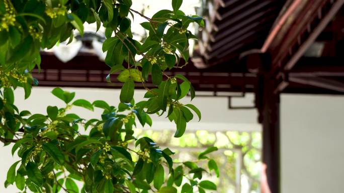 江南园林南京夫子庙瞻园庭院里的桂花树