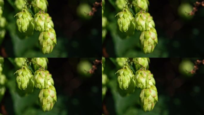 阳光下的啤酒花丛展示独特的锥体，吸引人的视觉。