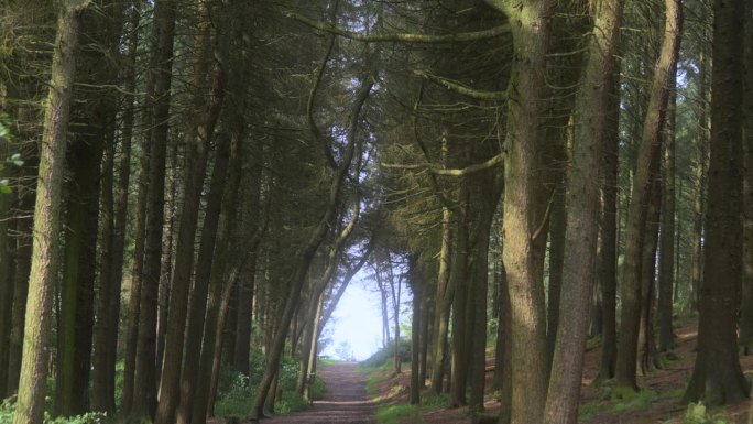 夏日松林小径的树洞放大图。半停亲雾过滤器。兰开夏郡，英格兰，英国。