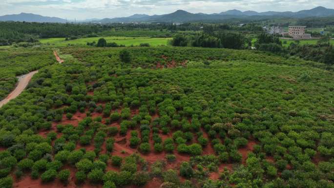 栀子种植基地栀子果实