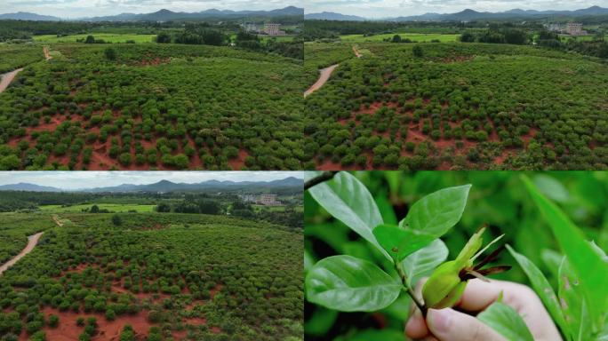 栀子种植基地栀子果实