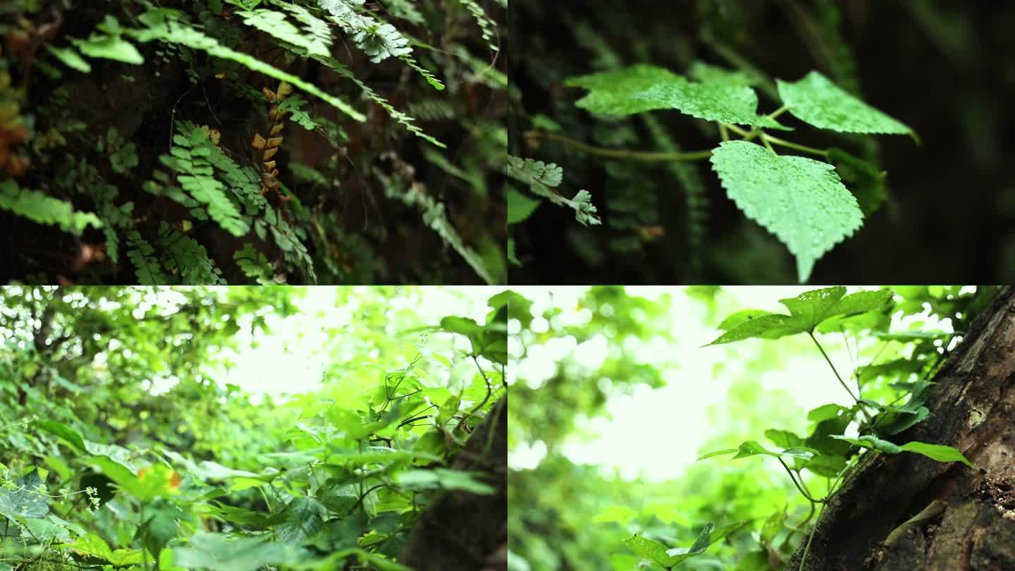 特写野外植物自然生态环境