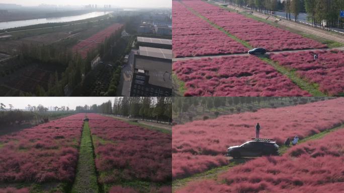 武汉东西湖慈惠街粉黛乱子草花海航拍