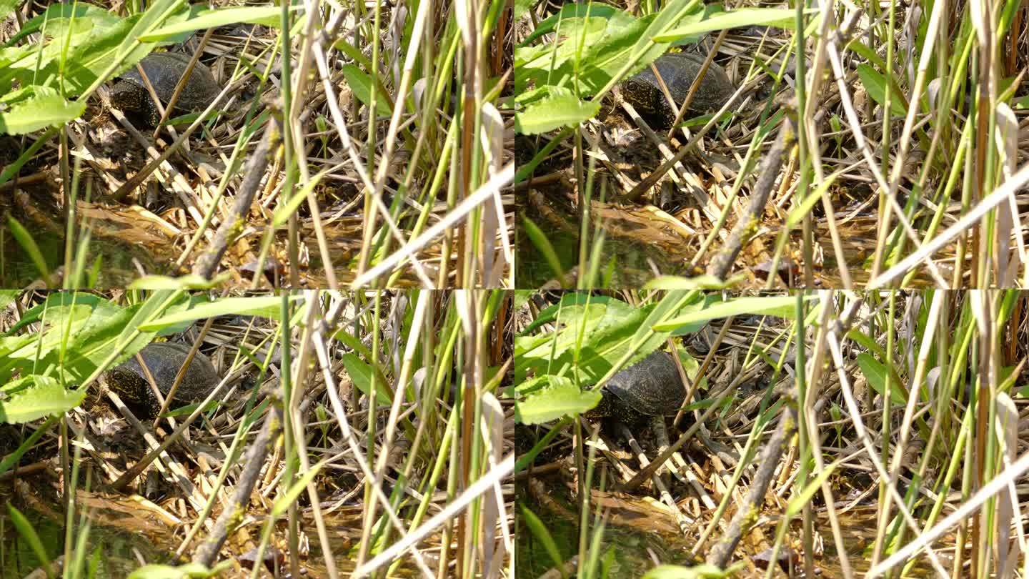 大自然的秘密:隐藏在草丛中的欧洲塘龟