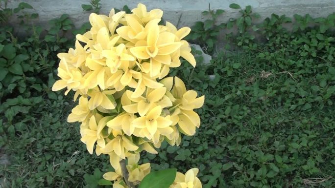 花园里有一朵美丽的黄花