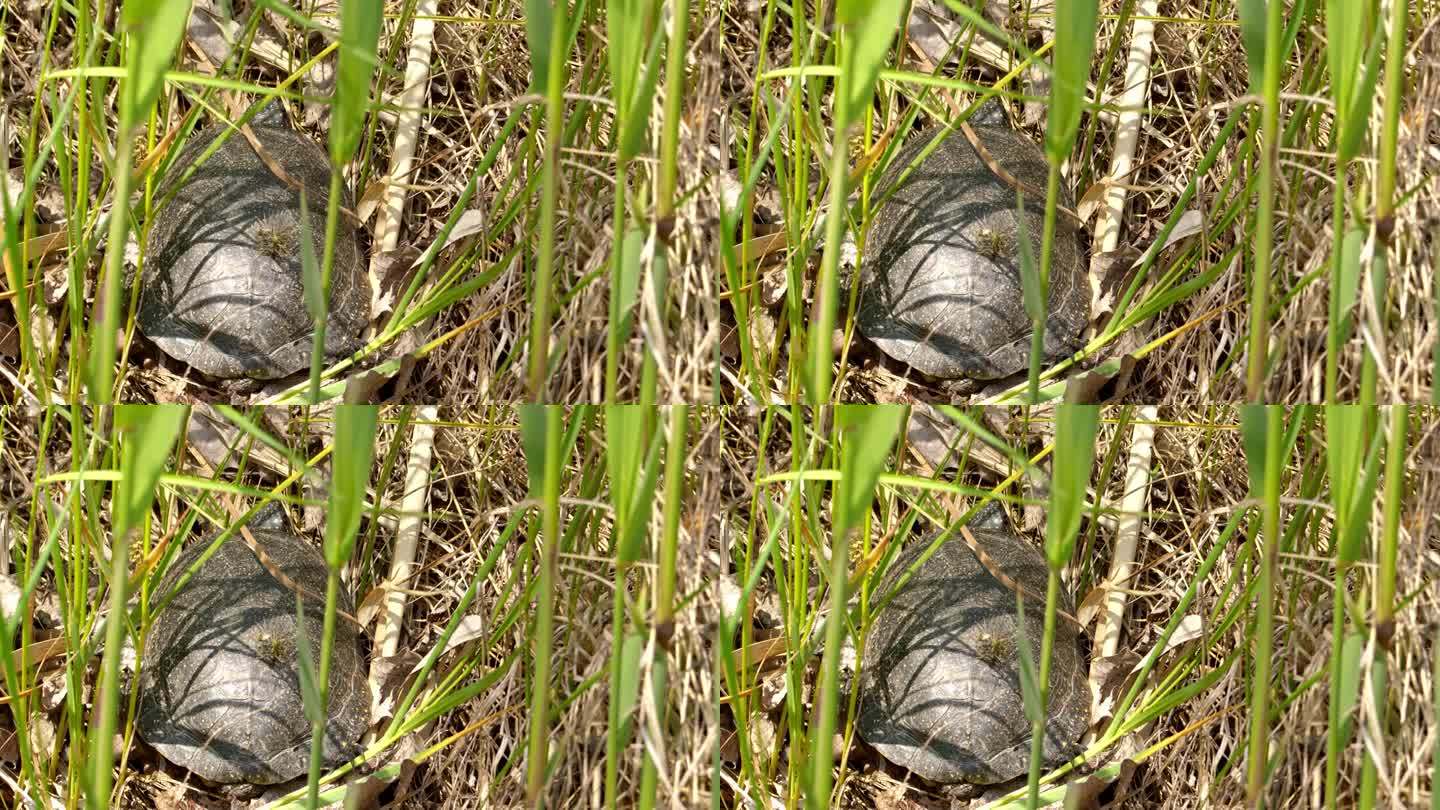 大自然的伪装:隐藏在草丛中的欧洲塘龟特写