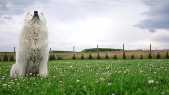 一个有趣的镜头，一只笨拙的萨摩耶犬在绿色草坪上错过了慢动作的球。
