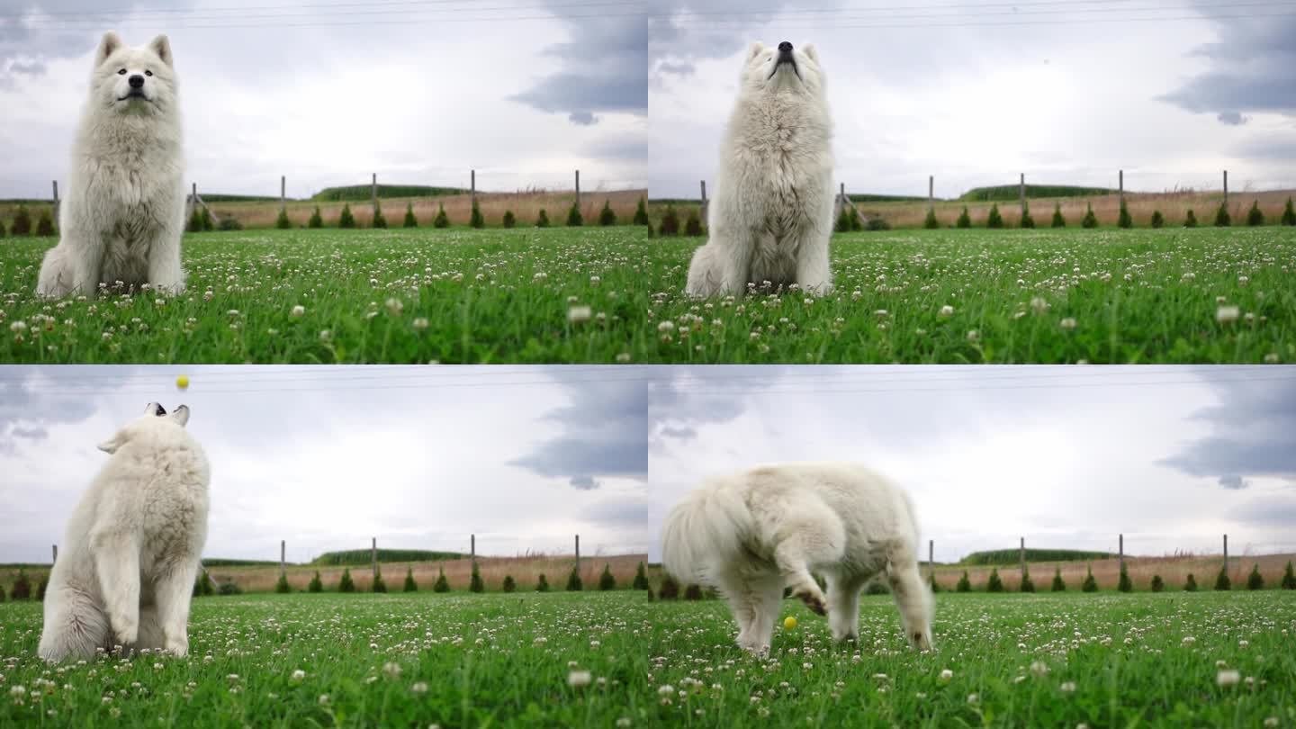 一个有趣的镜头，一只笨拙的萨摩耶犬在绿色草坪上错过了慢动作的球。