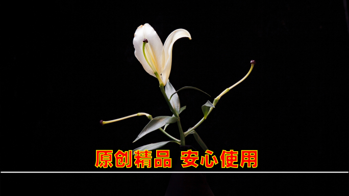 百合花盛开到枯萎延时 花朵凋谢 花朵枯萎