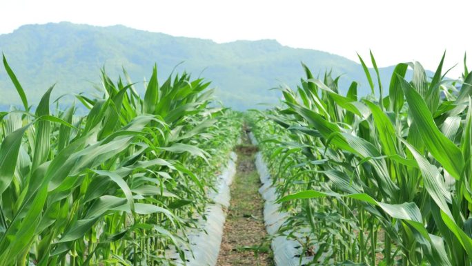 印度尼西亚农村覆盖了地膜的玉米田。地膜可以控制水分和土壤结构，减少杂草生长。背景是青山和晴空。