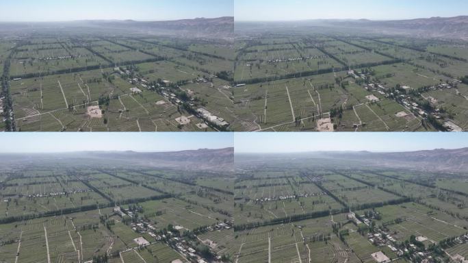 新疆吐鲁番吐峪沟葡萄种植