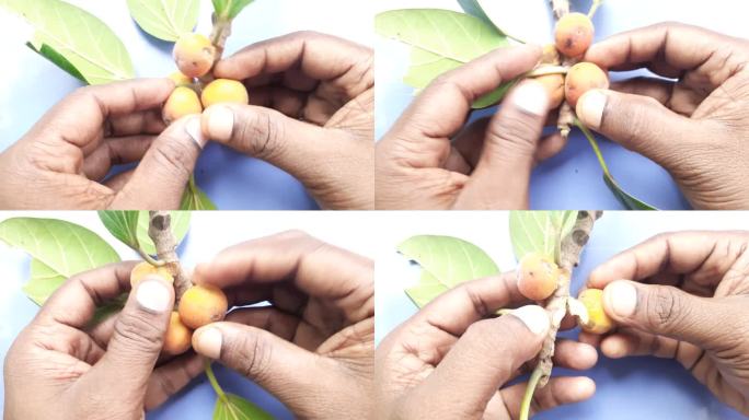 榕树水果库存照片。榕树以一种叫做“合柄花序”的结构形式结出果实。