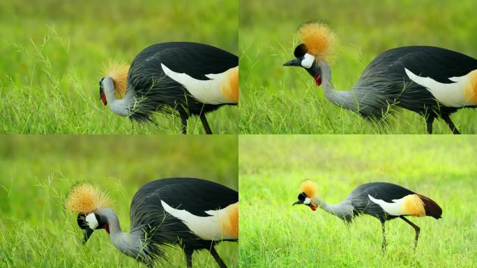 非洲大草原草地上美丽的灰冠鹤的侧视图
