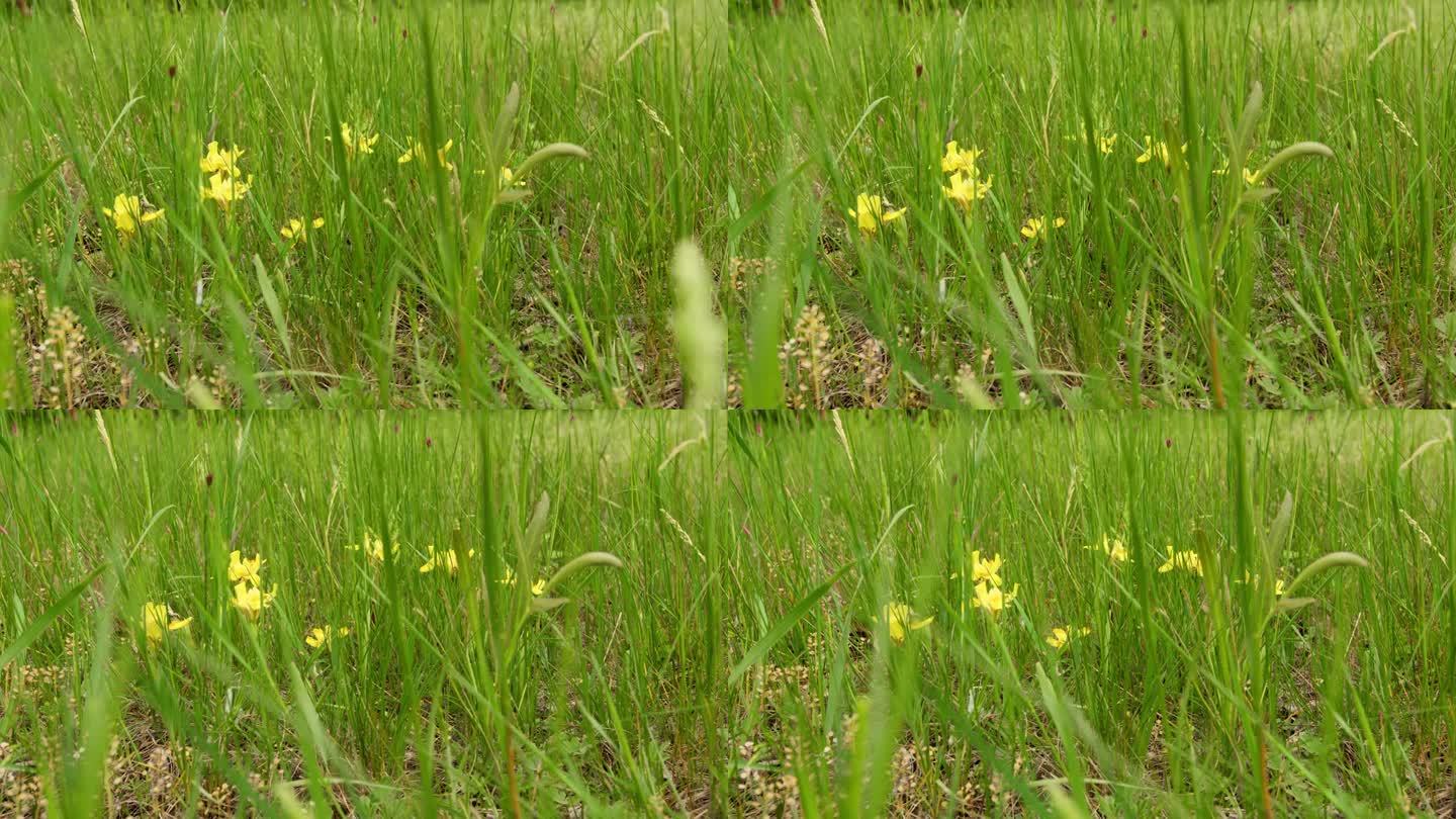 春天的浪花:黄色的鸢尾花在翠绿的草丛中绽放