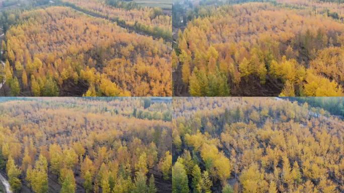 秋天金黄色的树林