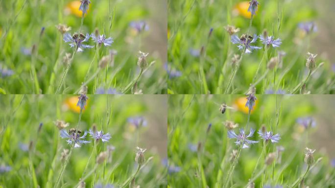 一只蜜蜂在紫罗兰花中采集花蜜，手持相机拍摄，200fps慢动作。蜜蜂开始飞走，飞出了画面。