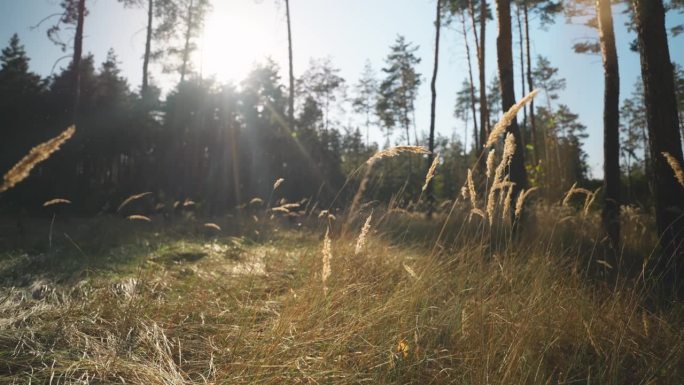 秋天森林里金色的小穗和草的电影慢镜头。美丽的大自然在阳光明媚的秋天。风景乡村景色与阳光和耀斑。