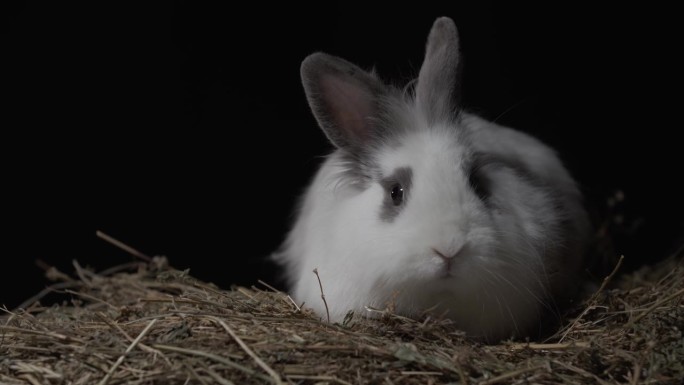 可爱的小白兔坐在稻草里动鼻子，可爱的宠物，4k