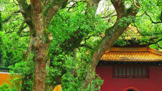 航拍普陀山法雨寺九龙壁香炉