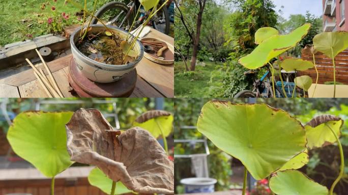 深秋家后院子里的枯黄的小荷叶