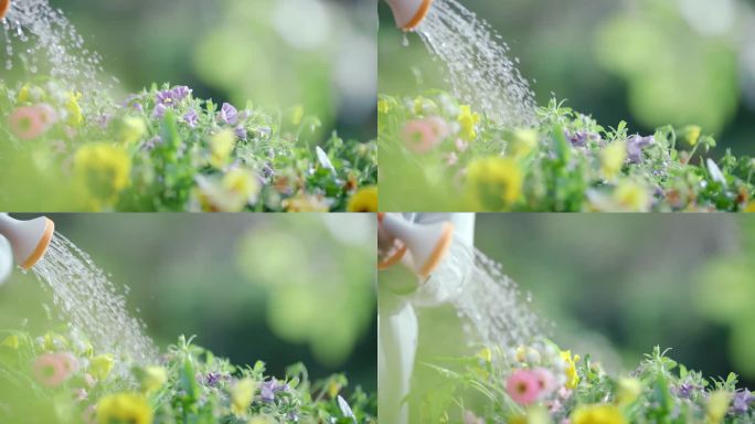 给花 浇水
