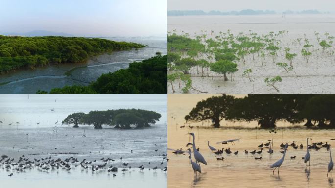 保护区-凤塘河口-鸟类