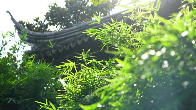 阳光下江南园林竹子竹叶竹林阳光光影和意境