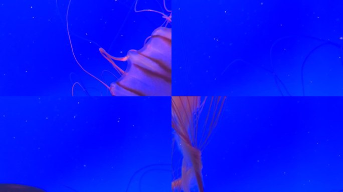 红色的水母在深蓝色的海水中自由自在地游动。