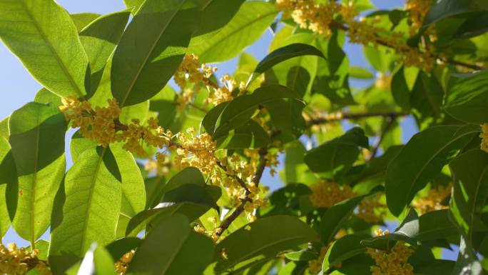 【合集】桂花 阳光微风桂花树