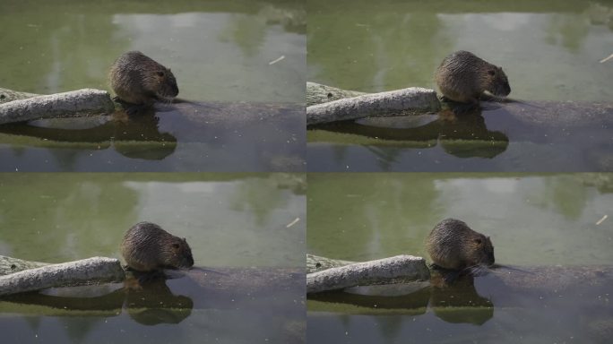 在阳光明媚的天气里，成年海狸鼠在池塘附近洗澡。在水里洗爪子。水鼠、海狸鼠或麝鼠在湖面上洗嘴。鼠鼠是啮