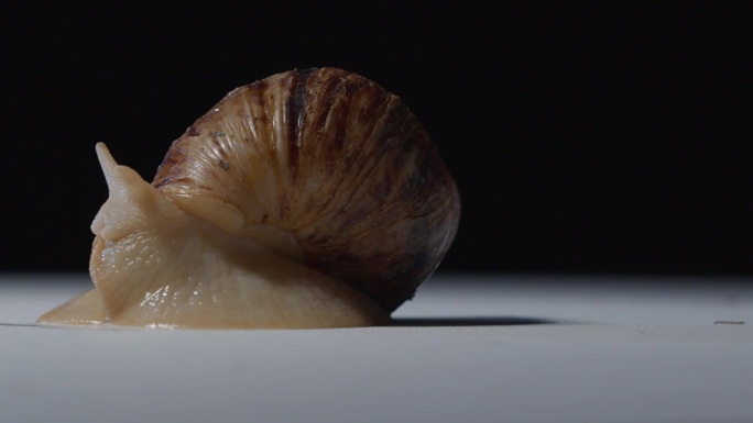 一只蜗牛在白色地板上把头伸出壳来的工作室镜头，4k