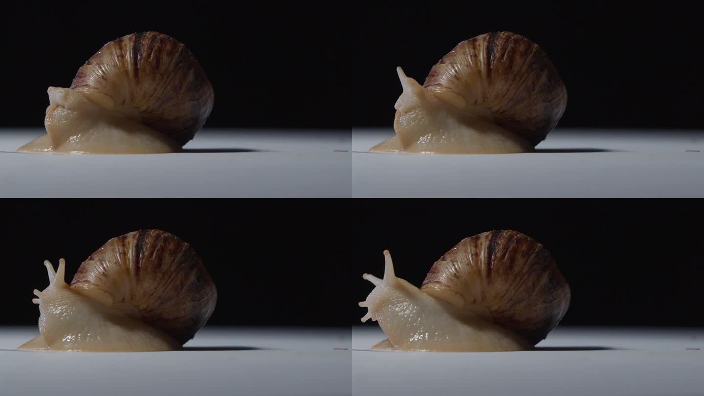 一只蜗牛在白色地板上把头伸出壳来的工作室镜头，4k
