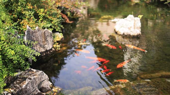 杭州径山寺许愿池锦鲤游泳慢镜头