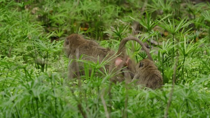 狒狒在坦桑尼亚大草原某处梳理毛发