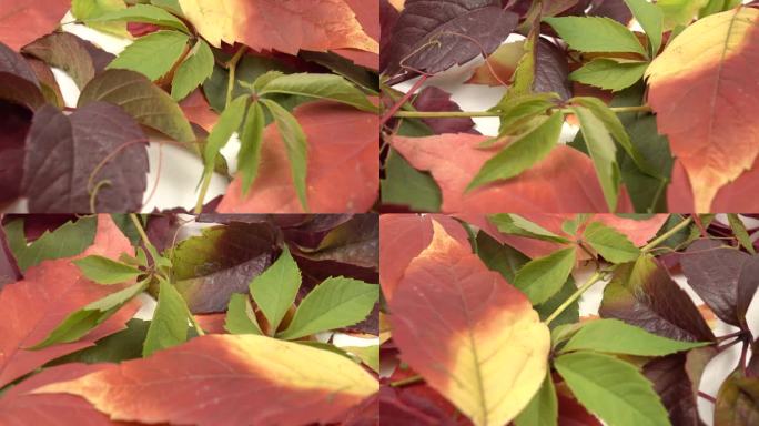 在白色的背景上组成秋天的彩色野葡萄叶子