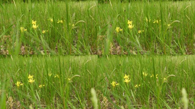 春天的浪花:黄色的鸢尾花在翠绿的草丛中绽放