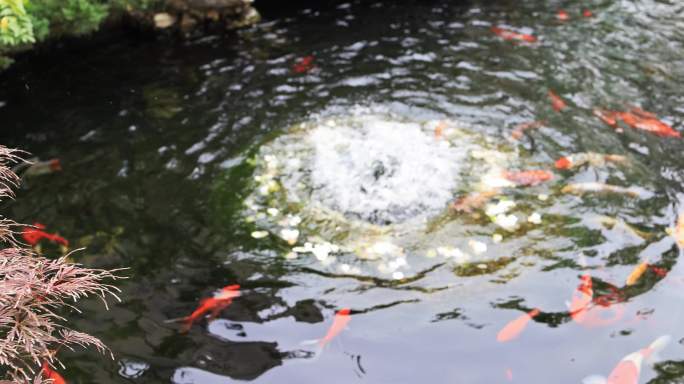 杭州径山寺 许愿池 锦鲤 慢镜头