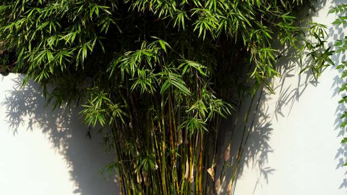 江南园林阳光下竹林竹子和白墙的光影空镜