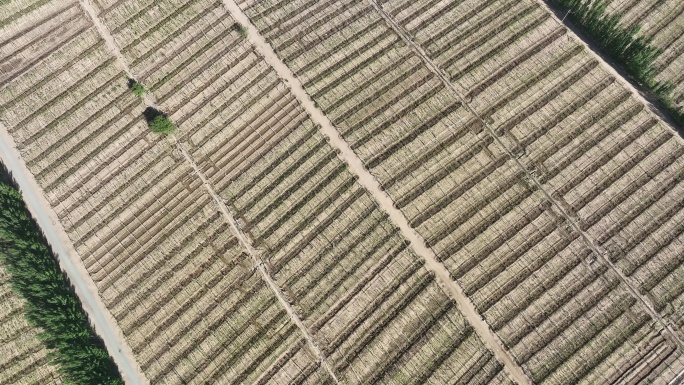 新疆吐鲁番吐峪沟葡萄种植