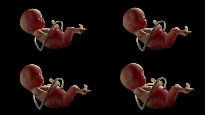 人类胎儿在母亲子宫内缓慢运动。美丽逼真的高质量4K 3D动画Alpha。