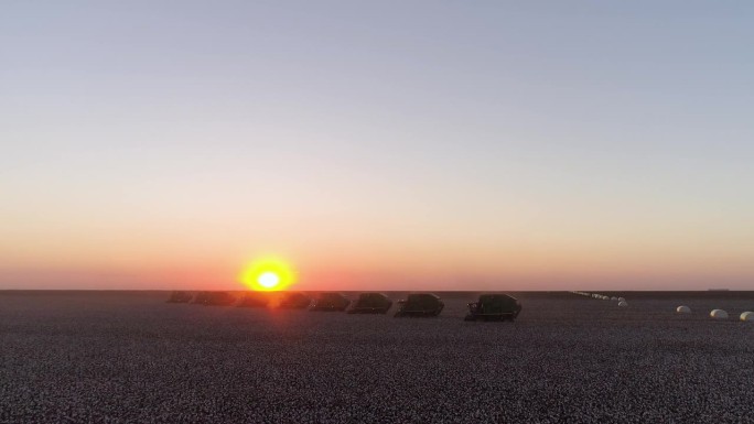 航拍图片:日落时分，机器列队收割棉花